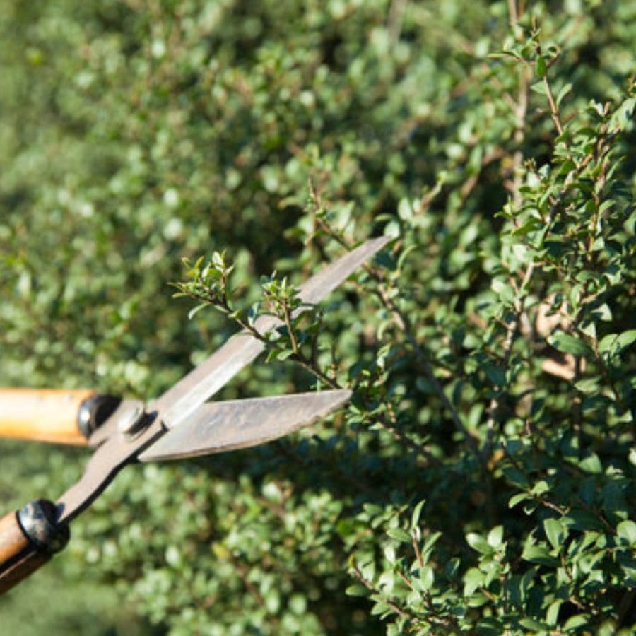庭木剪定 尾張旭市 | 尾張旭市で庭木剪定ならお庭の窓口尾張旭市