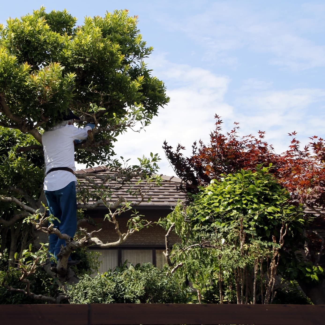 庭木伐採 尾張旭市 | 尾張旭市で庭木伐採ならお庭の窓口尾張旭市
