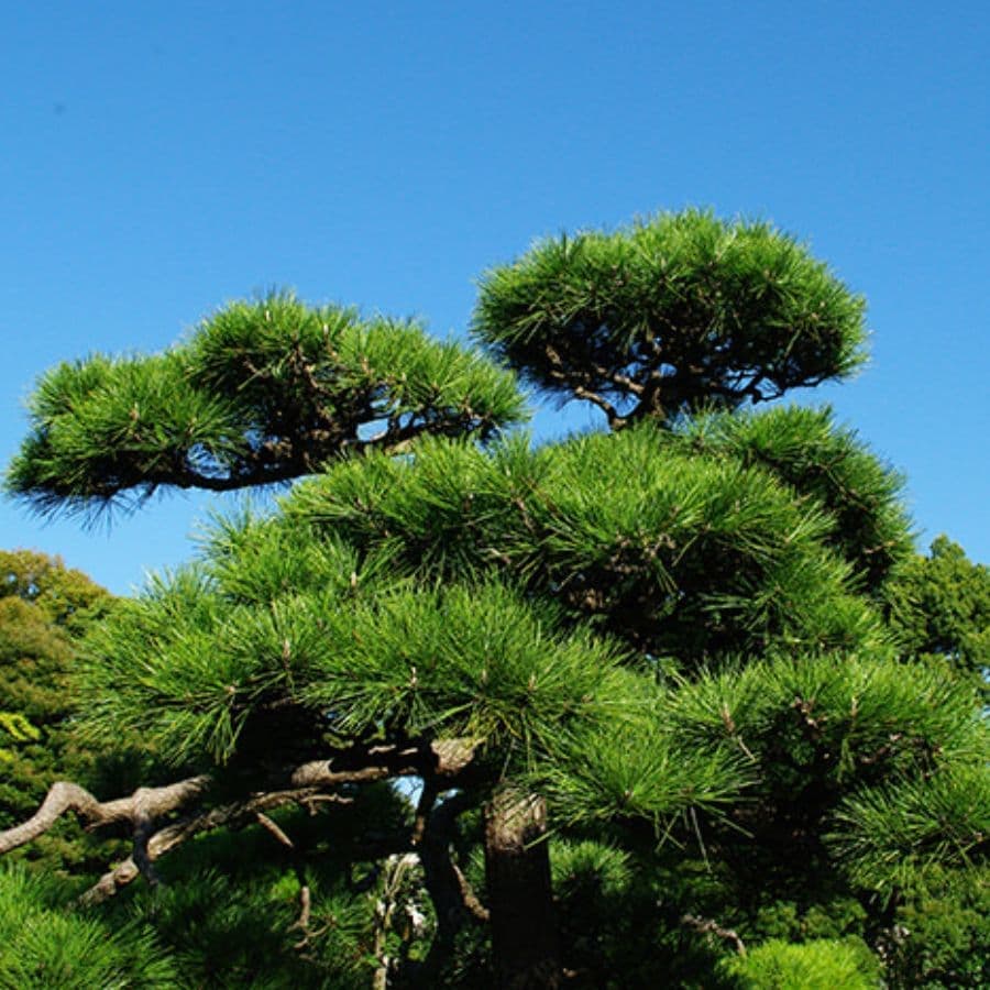 松の木剪定・伐採 尾張旭市 | 尾張旭市で松の木剪定・伐採ならお庭の窓口尾張旭市