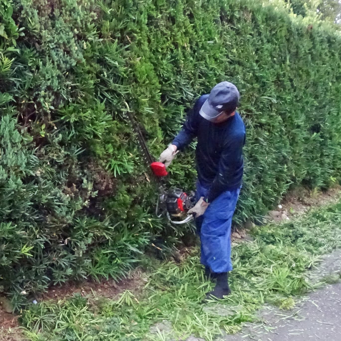 生垣剪定 尾張旭市 | 尾張旭市で生垣剪定ならお庭の窓口尾張旭市