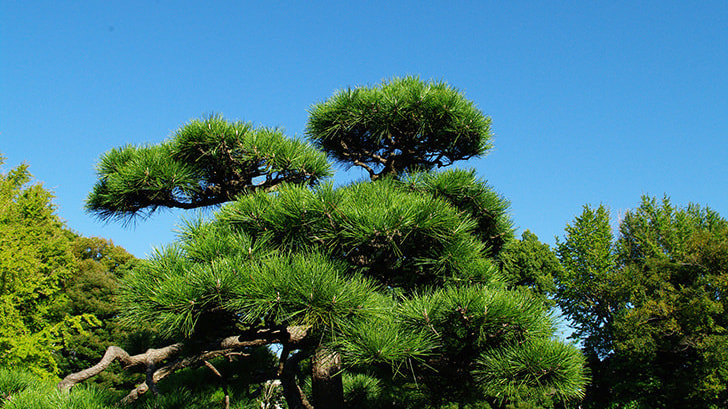 工事完成 | 尾張旭市で庭木の剪定・伐採ならお庭の窓口尾張旭市