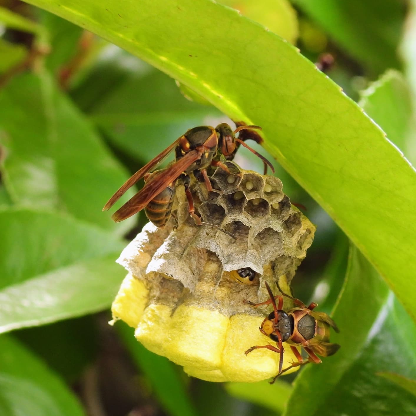 蜂の巣駆除 尾張旭市 | 尾張旭市で蜂の巣駆除ならお庭の窓口尾張旭市