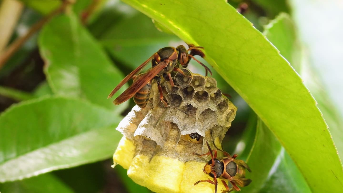 蜂の巣駆除 尾張旭市 | 尾張旭市で蜂の巣駆除ならお庭の窓口尾張旭市